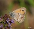 Coenonympha lyllus